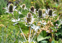 Bronx River Forest