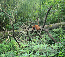 Bronx River Forest