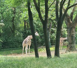 Bronx River Forest