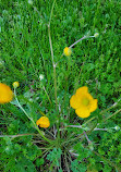 Aspen Hill Local Park