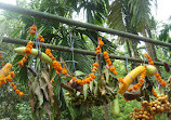 Sahakari Spice Farm