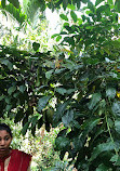 Sahakari Spice Farm