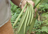 Sahakari Spice Farm