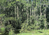 Shingle Creek Trailhead