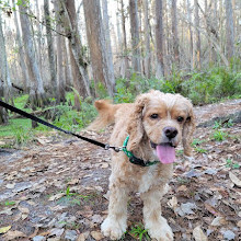 Shingle Creek Trailhead