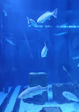 Bristol Aquarium