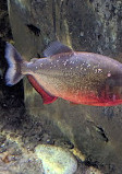 Bristol Aquarium