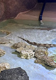 Aquarium of Boise