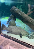 Aquarium of Boise