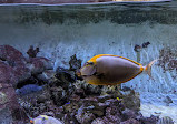 Aquarium of Boise