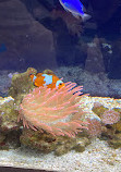 Aquarium of Boise