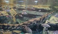 LOTTE WORLD AQUARIUM