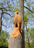 Calvert Road Park Disc Golf