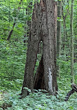 Ritchey Woods Nature Preserve