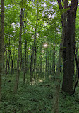 Ritchey Woods Nature Preserve