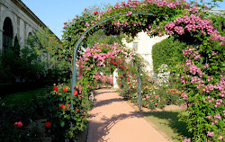 Giardino di rose