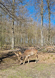 Wildlife park "Tiergarten Weilburg"