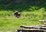 Wildlife park "Tiergarten Weilburg"