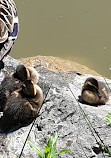 Wildlife park "Tiergarten Weilburg"