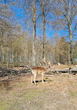 Wildlife park "Tiergarten Weilburg"