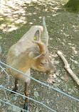 Wildlife park "Tiergarten Weilburg"