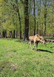 Wildlife park "Tiergarten Weilburg"