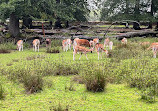 Wildlife park "Tiergarten Weilburg"