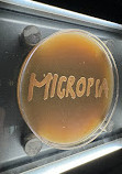 Micropia