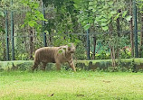 Jungle safari Nava Raipur