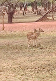 Jungle safari Nava Raipur