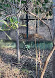 Jungle safari Nava Raipur