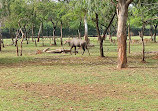 Jungle safari Nava Raipur