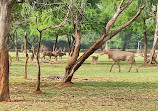 Jungle safari Nava Raipur