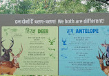 Nandanvan Jungle Safari, Nava Raipur