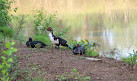 Nandanvan Jungle Safari, Nava Raipur