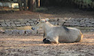 Nandanvan Jungle Safari, Nava Raipur