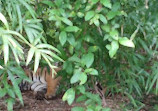 Nandanvan Jungle Safari, Nava Raipur