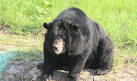 Nandanvan Jungle Safari, Nava Raipur