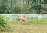 Nandanvan Jungle Safari, Nava Raipur