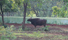 Nandanvan Jungle Safari, Nava Raipur