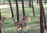 Nandanvan Jungle Safari, Nava Raipur