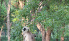 Nandanvan Jungle Safari, Nava Raipur