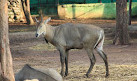 Nandanvan Jungle Safari, Nava Raipur