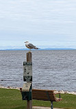 Whitefish Point Bird Observatory