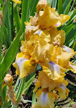 Presby Iris Gardens