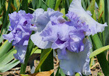 Presby Iris Gardens