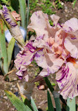 Presby Iris Gardens