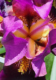 Presby Iris Gardens