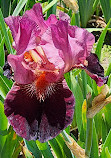 Presby Iris Gardens