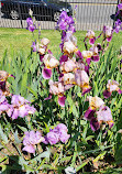 Presby Iris Gardens